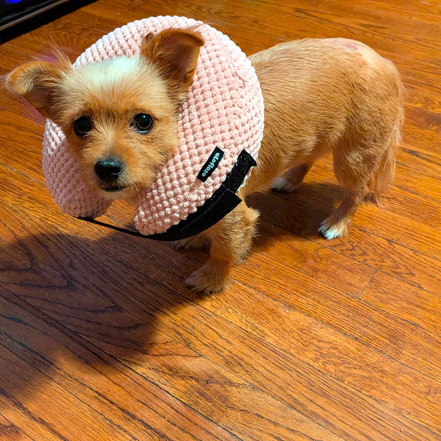 Bella joined the competition — help win amazing prizes! animal, closeup, companion, curious, cute, dog, domestic, ears_up, floor, fur, furniture, houseplant, indoor, looking_up, pet, pet_bed, pink_collar, protective_collar, small_dog, wooden_floor