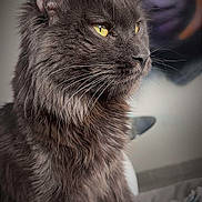 Ugg participe au concours pour gagner de l'argent avec cette photo : cat, gray_cat, fluffy_fur, yellow_eyes, pet, animal, portrait, close_up, feline, whiskers, indoor, cozy, soft_lighting, focused, cute, sitting, fur_texture, domestic_cat, relaxed, looking_away