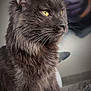 cat, gray_cat, fluffy_fur, yellow_eyes, pet, animal, portrait, close_up, feline, whiskers, indoor, cozy, soft_lighting, focused, cute, sitting, fur_texture, domestic_cat, relaxed, looking_away