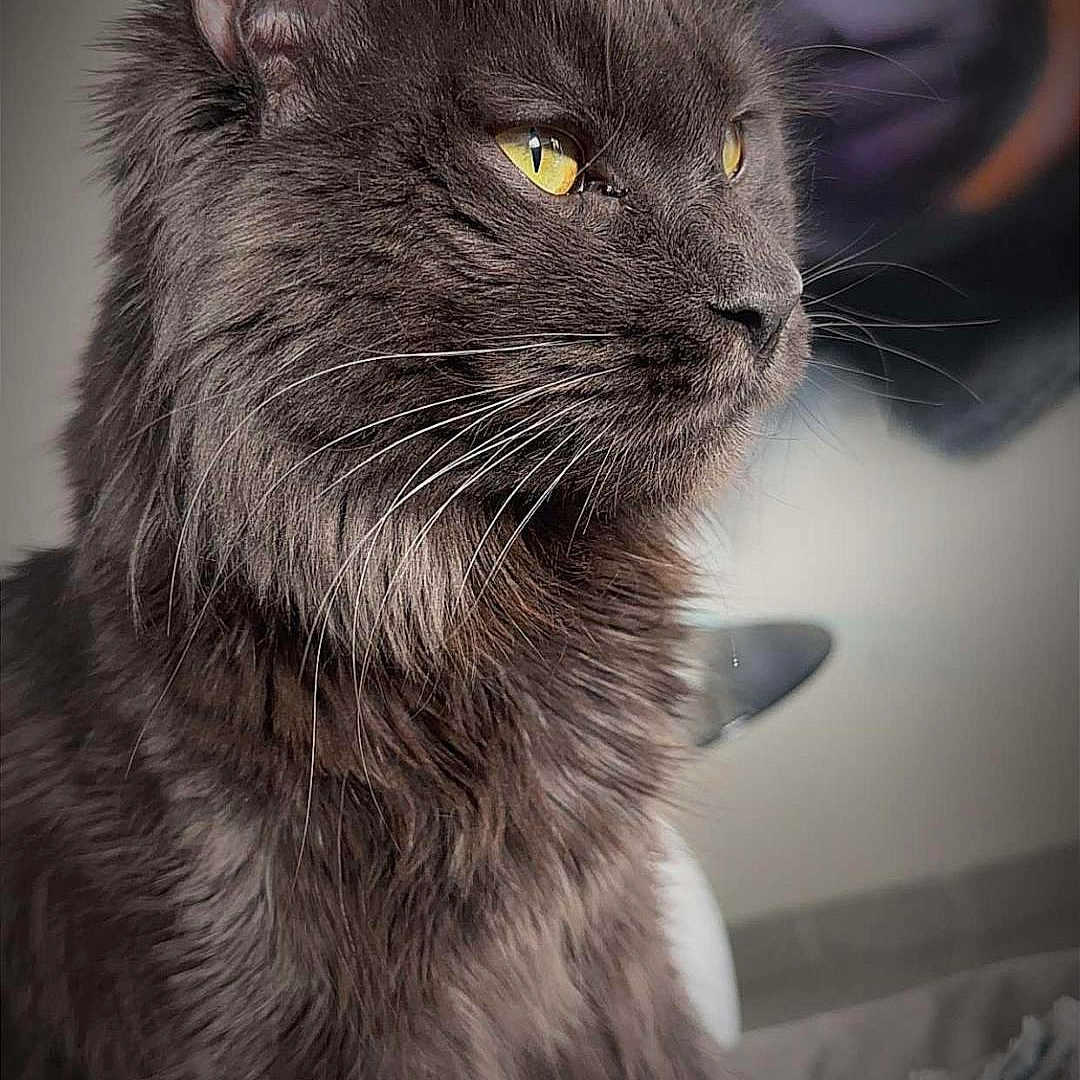 Ugg participe au concours pour gagner de l'argent avec cette photo : animal, cat, close_up, cozy, cute, domestic_cat, feline, fluffy_fur, focused, fur_texture, gray_cat, indoor, looking_away, pet, portrait, relaxed, sitting, soft_lighting, whiskers, yellow_eyes