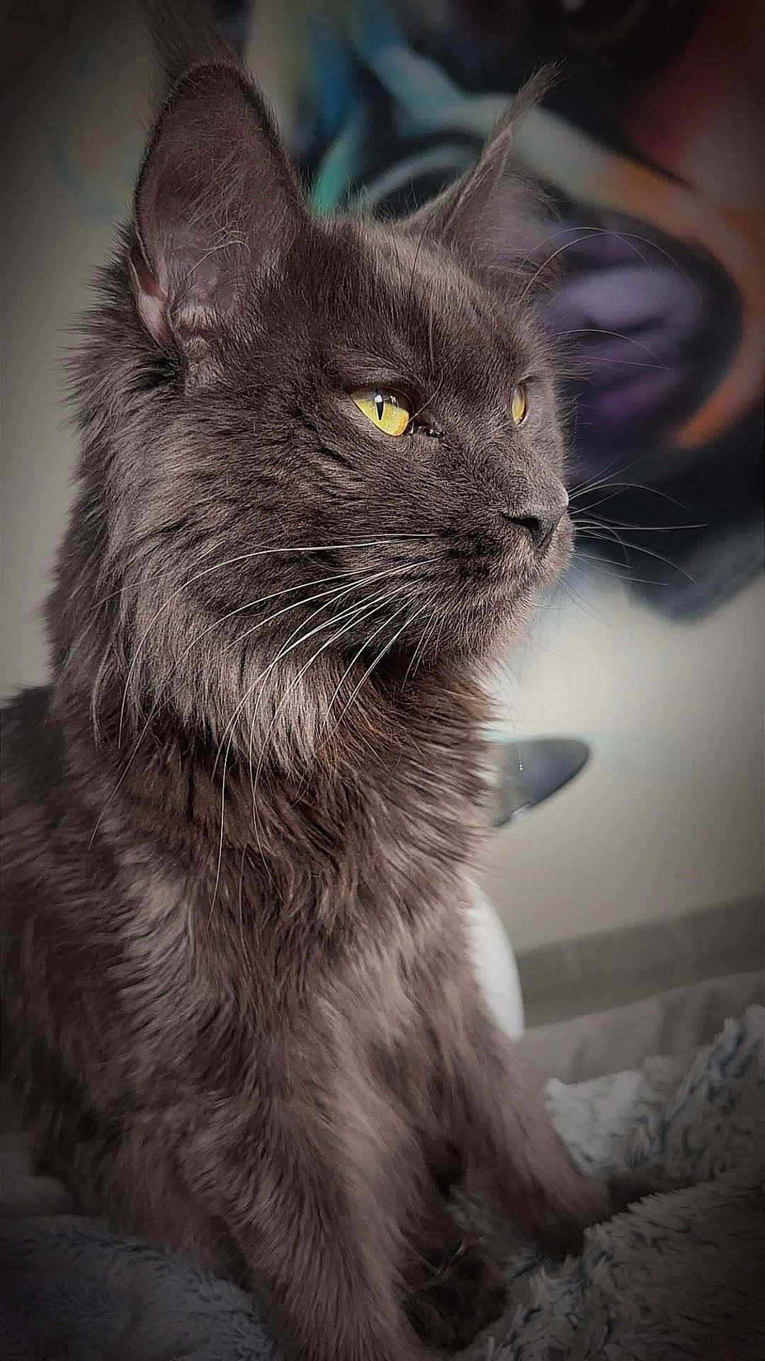 Ugg participe au concours pour gagner de l'argent avec cette photo : cat, gray_cat, fluffy_fur, yellow_eyes, pet, animal, portrait, close_up, feline, whiskers, indoor, cozy, soft_lighting, focused, cute, sitting, fur_texture, domestic_cat, relaxed, looking_away