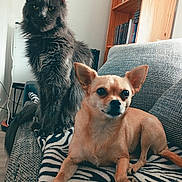 Ugg a rejoint le concours — aidez-le/la à gagner de superbes lots ! blanket, book_shelf, cat, companion, couch, cozy, dog, domestic, furniture, furry, gray_cat, home, indoor, pet, relaxed, sitting, small_dog, tan_dog, wooden_shelf, zebra_pattern