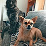 blanket, book_shelf, cat, companion, couch, cozy, dog, domestic, furniture, furry, gray_cat, home, indoor, pet, relaxed, sitting, small_dog, tan_dog, wooden_shelf, zebra_pattern