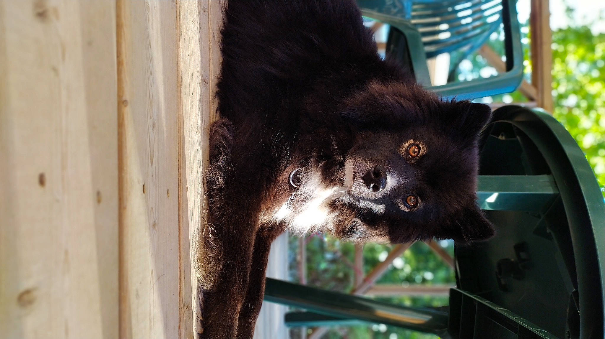 Maki participe au concours pour gagner de l'argent avec cette photo : black_cat, canidae, carnivore, cat, dog_breed, domestic_short_haired_cat, felidae, fox_squirrel, fur, pet_supply, rodent, small_to_medium_sized_cats, snout, tail, terrestrial_animal, tree, whiskers, wildlife, window, wood