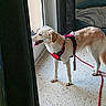 animal, blanket, canine, couch, curtains, dog, domestic, floor, glass_door, harness, indoor, leash, light, pet, red_harness, side_view, tile_floor, tongue_out, waiting, window
