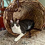 cat, basket, indoor, gray_and_white, pet, animal, resting, woven_basket, floor_rug, plant_pot, home_interior, relaxed, paw, feline, fur, looking_at_camera, cozy, wooden_floor, decor, domestic_animal