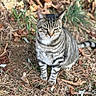 alert, animal, cat, ears, fallen_leaves, forest, frontal_view, grass, gray_fur, greenery, nature, outdoors, pet, pine_needles, portrait, sitting, striped_fur, tabby_cat, whiskers, wildlife