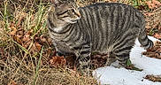Gunner is registered to the contest to win money with this photo: animal, bare_trees, brown_fur, cat, domestic_cat, fallen_leaves, forest, grass, melting_snow, nature, outdoors, pet, profile, sitting, snow, striped_fur, tabby_cat, wildlife, winter, woodland