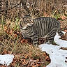 animal, bare_trees, brown_fur, cat, domestic_cat, fallen_leaves, forest, grass, melting_snow, nature, outdoors, pet, profile, sitting, snow, striped_fur, tabby_cat, wildlife, winter, woodland
