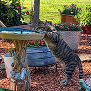 Gunner is registered to the contest to win money with this photo: animal, birdbath, cat, drinking, flowers, garden, garden_decor, grass, greenery, mulch, nature, outdoor, potted_plants, standing, striped_fur, sunlight, tabby_cat, turtle_statue, water, wildlife