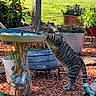 animal, birdbath, cat, drinking, flowers, garden, garden_decor, grass, greenery, mulch, nature, outdoor, potted_plants, standing, striped_fur, sunlight, tabby_cat, turtle_statue, water, wildlife