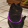 cat, black_cat, pet, animal, indoor, floor, tile_floor, glowing_necklace, purple_glow, wooden_cabinet, furniture, domestic_animal, cute, sitting, fur, whiskers, tail, eyes, household, companion