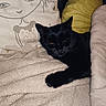 black_cat, cat, blanket, pillow, illustration, face_illustration, cozy, resting, sleeping, indoor, soft_texture, fur, pet, domestic_animal, comfort, relaxation, animal, cute, sleepy, bed
