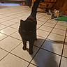 cat, black_cat, gray_cat, indoor, tiled_floor, wooden_wall, cardboard_box, playful, leaping, curious, tail_up, pet, animal, feline, household, shadow, floor_tile, room, domestic, walking