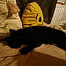 cat, black_cat, sleeping, blanket, pillow, decorative_pillow, cartoon_face, emoji_pillow, indoor, cozy, resting, furniture, soft_texture, couch, warm_lighting, home, relaxing, animal, pet, comfort