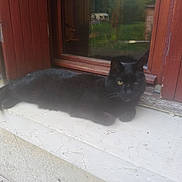 Kamboui participe au concours pour gagner de l'argent avec cette photo : black_cat, cat, animal, pet, windowsill, window, red_shutters, wooden, outdoor, resting, feline, yellow_eyes, reflection, greenery, caravan, rustic, texture, calm, relaxing, daylight