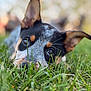 Wappy participe au concours pour gagner de l'argent avec cette photo : dog, grass, close_up, ears, eyes, outdoor, pet, animal, nature, cute, fur, laying_down, portrait, young, alert, brown, black, white, background_blur, daylight
