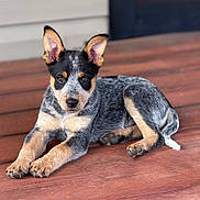 Wappy a rejoint le concours — aidez-le/la à gagner de superbes lots ! puppy, dog, animal, pet, cute, fur, ears, wooden_floor, laying_down, young, canine, portrait, looking_at_camera, domestic_animal, paws, alert, black_and_tan, short_hair, indoor, resting