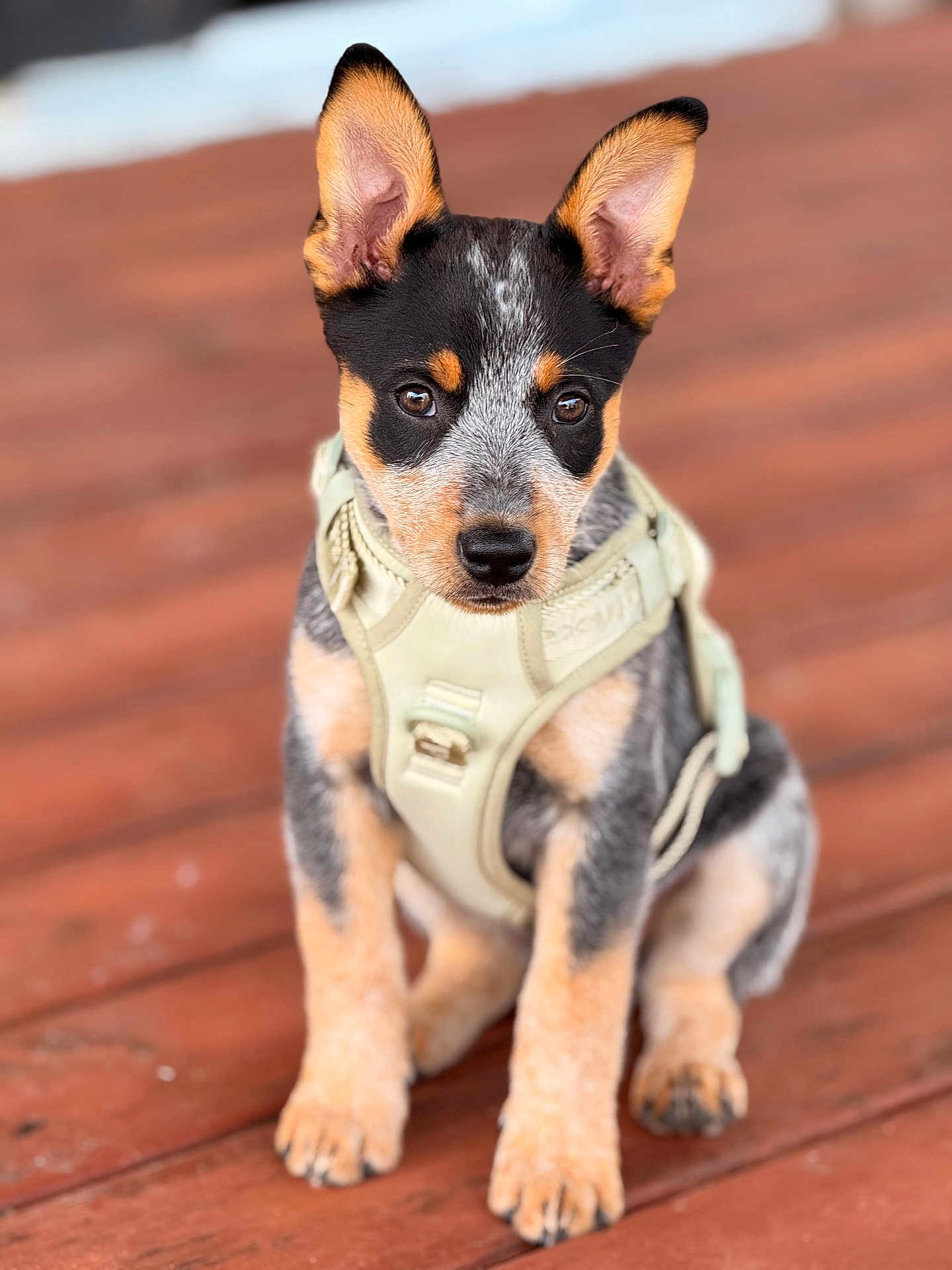 Wappy a rejoint le concours — aidez-le/la à gagner de superbes lots ! puppy, dog, pet, animal, ears, harness, wooden_deck, fur, sitting, cute, portrait, outdoor, young, attention, brown, black, white, closeup, eyes, nose