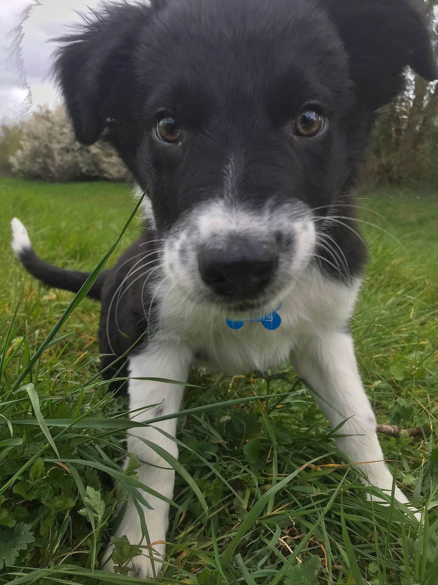 Riley a rejoint le concours — aidez-le/la à gagner de superbes lots ! borador, canidae, carnivore, collar, companion_dog, dog, dog_breed, dog_collar, electric_blue, fur, grass, non_sporting_group, plant, puppy, snout, sporting_group, terrestrial_animal, whiskers, working_animal, working_dog