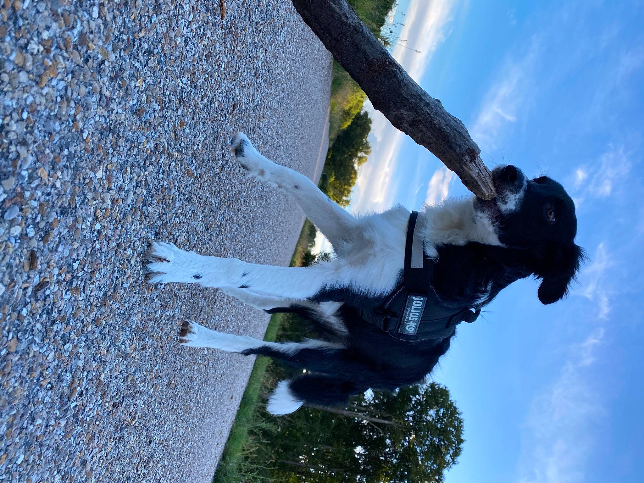 Riley a rejoint le concours — aidez-le/la à gagner de superbes lots ! adventure, art, azure, blue, cloud, extreme_sport, fun, grass, happy, jumping, leisure, people_in_nature, plant, recreation, sculpture, shadow, sky, statue, tree, water