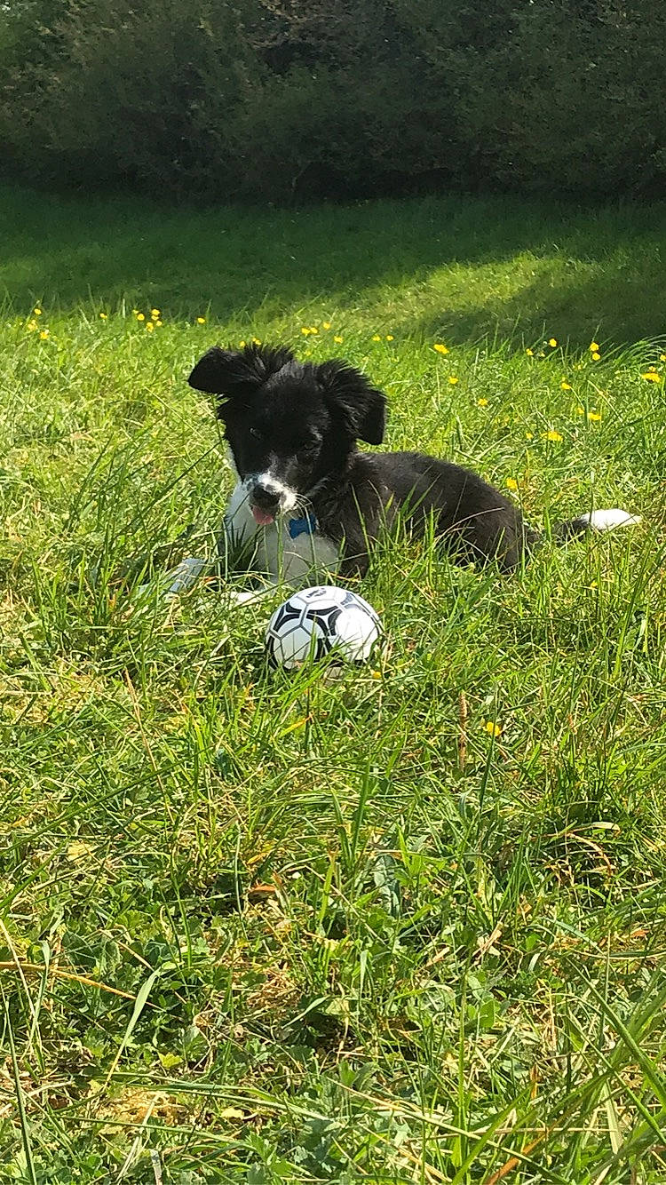 Riley a rejoint le concours — aidez-le/la à gagner de superbes lots ! ball, canidae, carnivore, companion_dog, dog, dog_breed, dog_supply, grass, grass_family, grassland, groundcover, herding_dog, lawn, meadow, plant, recreation, sporting_group, tail, toy, working_animal