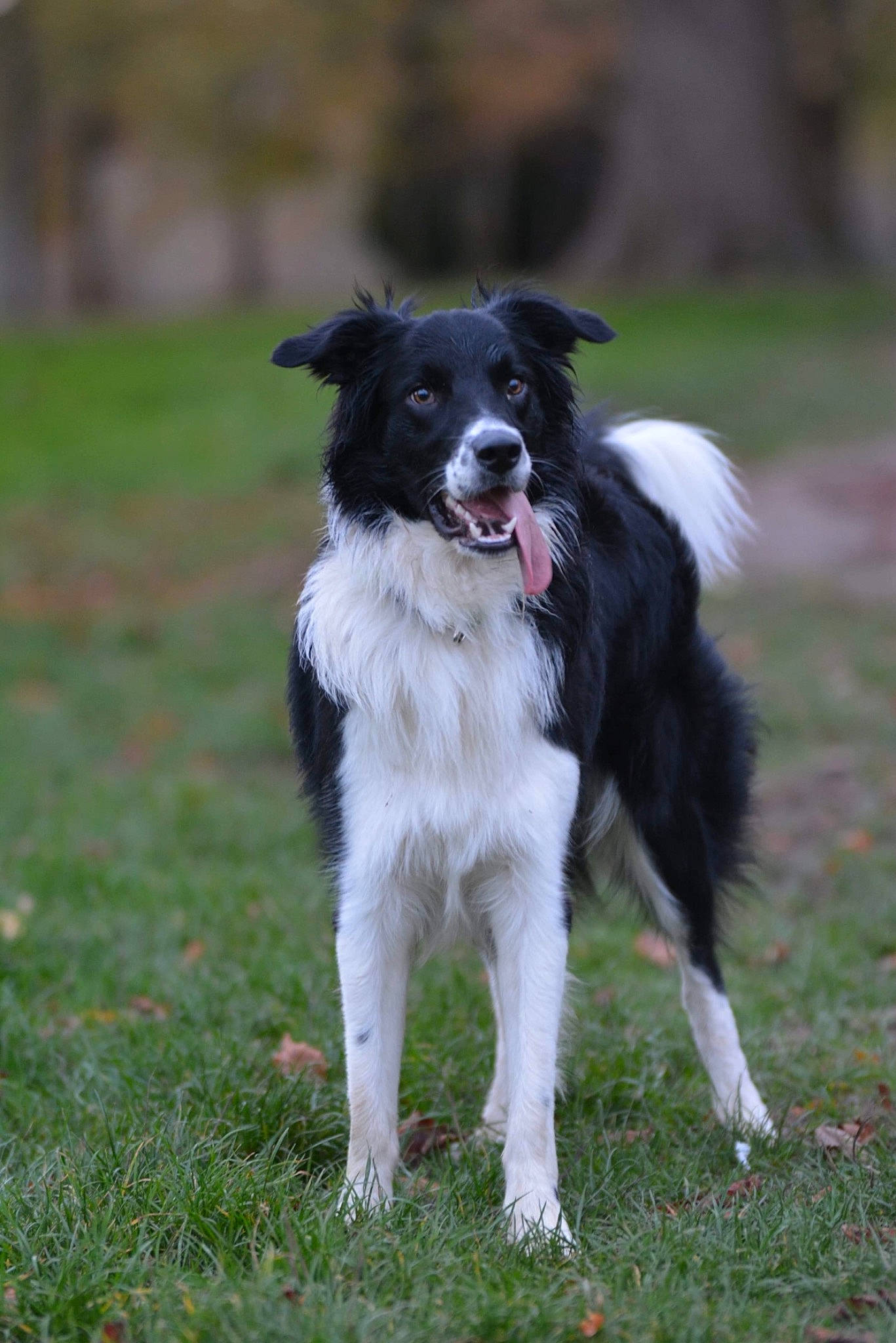 Riley a rejoint le concours — aidez-le/la à gagner de superbes lots ! animal_sports, australian_collie, border_collie, canidae, carnivore, companion_dog, dog, dog_breed, dog_sports, grass, gun_dog, herding_dog, plant, snout, sporting_group, sports, working_dog