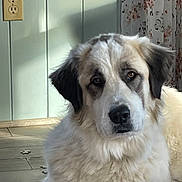 Girl Scout joined the competition — help win amazing prizes! dog, canine, fluffy, long_hair, white_fur, black_markings, brown_markings, portrait, closeup, indoors, sitting, looking_at_camera, face, eyes, nose, ears, fur, tiled_floor, curtain, home
