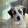 dog, canine, fluffy, long_hair, white_fur, black_markings, brown_markings, portrait, closeup, indoors, sitting, looking_at_camera, face, eyes, nose, ears, fur, tiled_floor, curtain, home