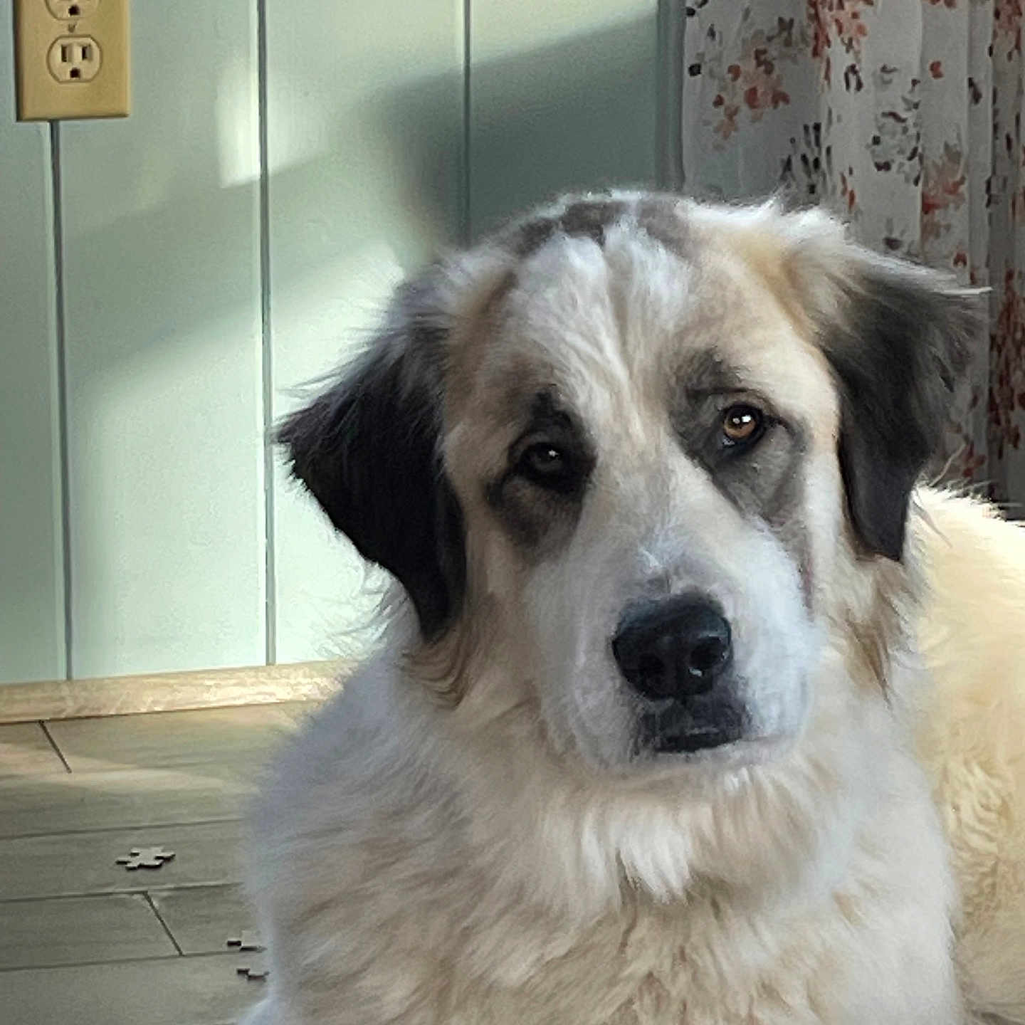 Girl Scout joined the competition — help win amazing prizes! dog, canine, fluffy, long_hair, white_fur, black_markings, brown_markings, portrait, closeup, indoors, sitting, looking_at_camera, face, eyes, nose, ears, fur, tiled_floor, curtain, home