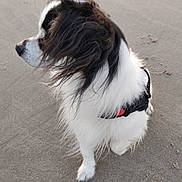 Kheops a rejoint le concours — aidez-le/la à gagner de superbes lots ! dog, canine, pet, black_and_white, fluffy, long_hair, sitting, harness, leash, outdoor, pavement, portrait, profile, fur, white_fur, black_fur, animal, companion, alert, cute