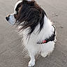 dog, canine, pet, black_and_white, fluffy, long_hair, sitting, harness, leash, outdoor, pavement, portrait, profile, fur, white_fur, black_fur, animal, companion, alert, cute