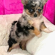 Karrahboo is registered to the contest to win money with this photo: dog, puppy, chihuahua, merle, small_dog, fluffy, fur, big_eyes, ears, bed, blanket, plush, pink_background, indoor, pet, portrait, looking_at_camera, cute, adorable, sitting