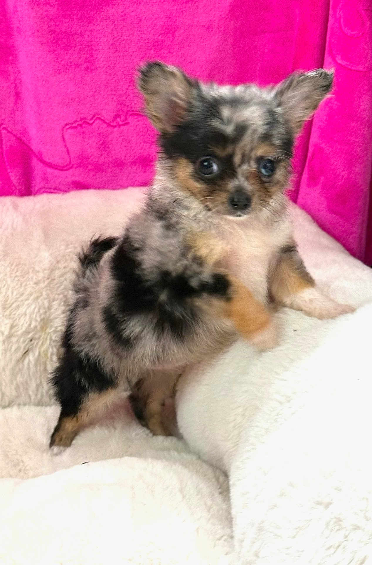 Karrahboo is registered to the contest to win money with this photo: dog, puppy, chihuahua, merle, small_dog, fluffy, fur, big_eyes, ears, bed, blanket, plush, pink_background, indoor, pet, portrait, looking_at_camera, cute, adorable, sitting