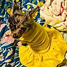 accessory, bedspread, big_eyes, blanket, colorful, costume, cozy, cute, dog, domestic_pet, floral_pattern, indoor, looking_up, pet_clothing, pointy_ears, portrait, puppy, sitting, small_dog, yellow_dress