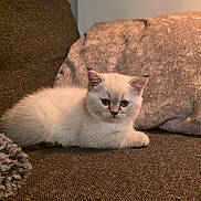 Hugo joined the competition — help win amazing prizes! animal, brown, cat, couch, cozy, cute, domestic_animal, ears, feline, fluffy, fur, indoor, kitten, pet, pillow, relaxing, resting, sofa, whiskers, young