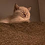 Hugo joined the competition — help win amazing prizes! animal, calm, cat, close_up, couch, cozy, cream_color, cute, domestic_cat, fluffy, furniture, indoor, kitten, peaceful, pet, relaxation, resting, sleeping, soft_fur, young_cat