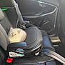 Hugo joined the competition — help win amazing prizes! animal, black_leather, booster_seat, car_interior, car_seat, cat, curious, cute, feline, indoor, kitten, pet, resting, seat, seatbelt, small, sunlight, transport, vehicle, window