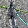 Mouthy joined the competition — help win amazing prizes! animal, cat, closeup, daylight, domestic_animal, feline, fluffy, fur, grass, gray_cat, harness, leash, nature, outdoor, pavement, pet, sidewalk, street, tail, walking