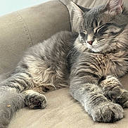 Mouthy is registered to the contest to win money with this photo: animal, beige, cat, closeup, couch, cozy, cute, domestic_cat, feline, fluffy, fur, gray_tabby, indoor, paws, peaceful, pet, relaxing, resting, sleeping, whiskers