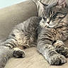 animal, beige, cat, closeup, couch, cozy, cute, domestic_cat, feline, fluffy, fur, gray_tabby, indoor, paws, peaceful, pet, relaxing, resting, sleeping, whiskers