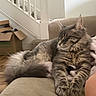 Mouthy is registered to the contest to win money with this photo: animal, blanket, cardboard_box, cat, couch, cozy, domestic, feline, fur, gray_cat, home, indoor, paw, pet, relaxation, resting, sleeping, stairs, tabby, whiskers