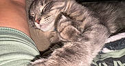 Mouthy joined the competition — help win amazing prizes! arm, cat, closeup, clothing, companion, cozy, cute, fur, gray_tabby, indoor, nap, paw, person, pet, relaxing, resting, sleeping, soft, tattoo, whiskers