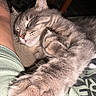 arm, cat, closeup, clothing, companion, cozy, cute, fur, gray_tabby, indoor, nap, paw, person, pet, relaxing, resting, sleeping, soft, tattoo, whiskers