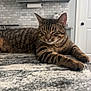 Nugget joined the competition — help win amazing prizes! animal, cabinet, cat, closeup, countertop, cute, domestic, door, feline, granite, home, indoor, kitchen, paper_towel, pet, relaxed, resting, sleeping, striped, tabby
