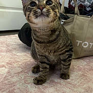 Nugget joined the competition — help win amazing prizes! animal, bag, carpet, cat, curious, cute, ears, eyes, feline, floor, home, indoor, kitten, laundry_basket, pet, pink, sitting, tabby, whiskers, young