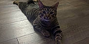 Nugget joined the competition — help win amazing prizes! animal, bed, cat, clothing, cozy, curious, domestic, floor, furniture, home, indoor, looking, mammal, nightstand, pet, relaxed, stretching, tabby, whiskers, wooden_floor