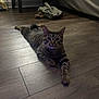 animal, bed, cat, clothing, cozy, curious, domestic, floor, furniture, home, indoor, looking, mammal, nightstand, pet, relaxed, stretching, tabby, whiskers, wooden_floor