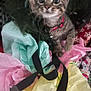 Nugget is registered to the contest to win money with this photo: cat, close_up, collar, colorful, curious, cute, domestic_cat, festive, gift_wrap, holiday_wrapping, indoor, kitten, pet, playful, ribbon, small_animal, striped, tabby, tissue_paper, young_cat
