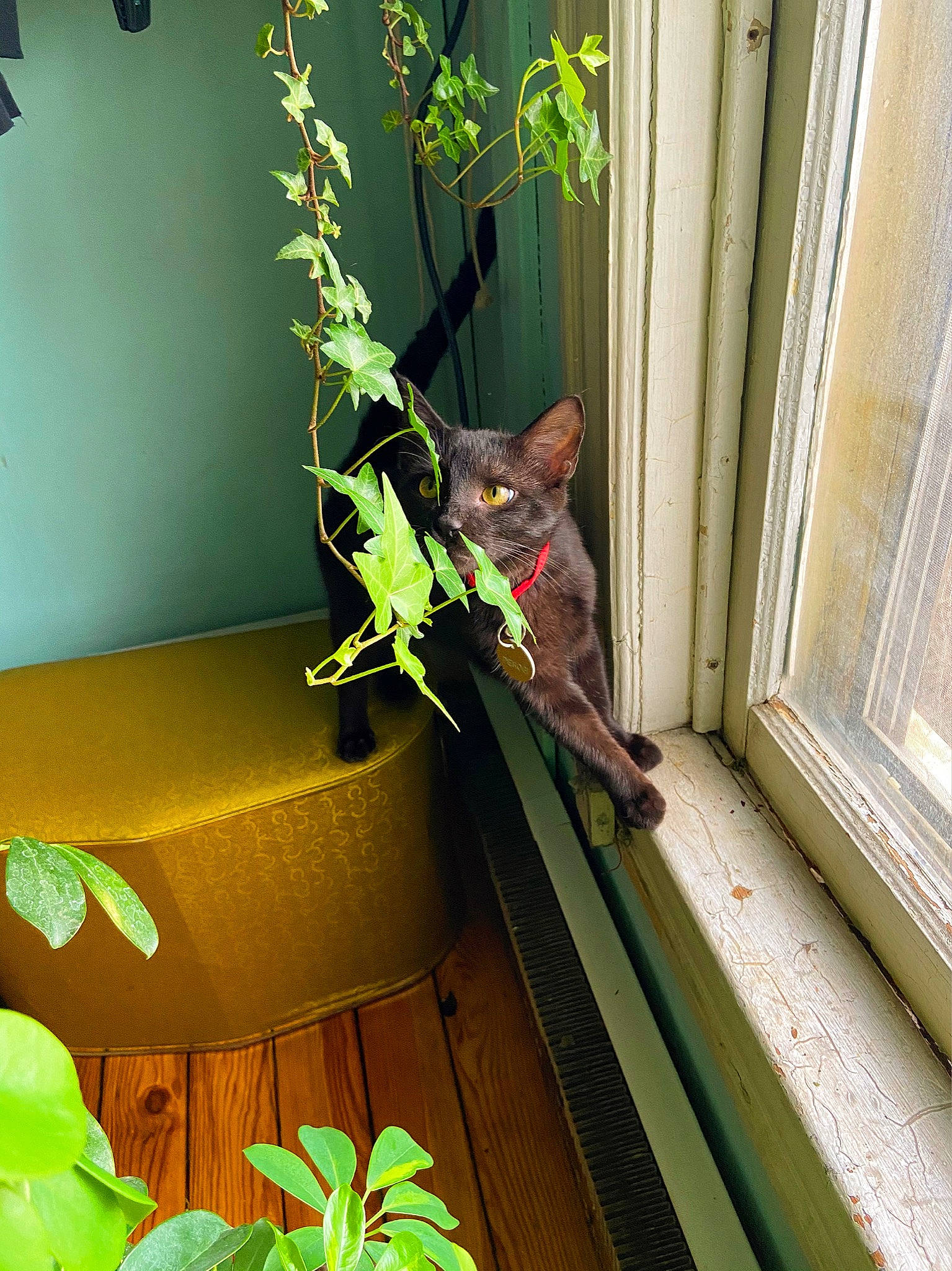 Pierogi is registered to the contest to win money with this photo: amphibian, anole, door, flowering_plant, grass, green, iguania, lizard, organism, pedicel, plant, plant_stem, reptile, room, scaled_reptile, terrestrial_plant, tints_and_shades, twig, window, wood